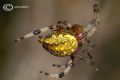 Araneus marmoreus